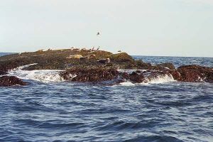 Seal rock